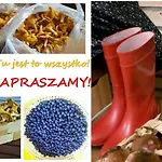 Cztery Pory Warmii Do Wynajecia Pluski