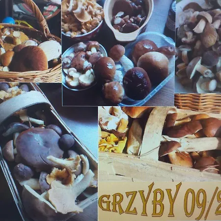 Cztery Pory Warmii Do Wynajecia * Pluski